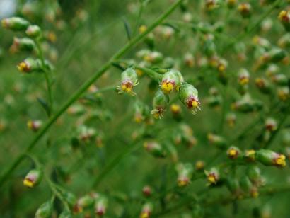 Artemisia japonica Thunberg